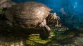 Painted grown turtle chrysemys picta sitting on rock basking in late morning sun in fresh water pond Royalty Free Stock Photo