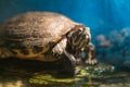 Painted grown turtle chrysemys picta sitting on rock basking in late morning sun in fresh water pond Royalty Free Stock Photo