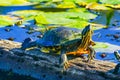 Western Painted Turtle Juanita Bay Park Lake Washington Kirkland