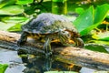 Western Painted Turtle Juanita Bay Park Lake Washington Kirkland Royalty Free Stock Photo