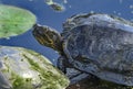 Western Painted Turtle Juanita Bay Park Lake Washington Kirkland Washiington Royalty Free Stock Photo