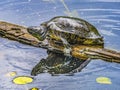 Western Painted Turtle Juanita Bay Park Lake Washington Kirkland Washiington Royalty Free Stock Photo