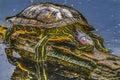 Western Painted Turtle Juanita Bay Park Lake Washington Kirkland Washiington Royalty Free Stock Photo