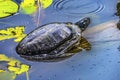 Western Painted Turtle Juanita Bay Park Lake Washington Kirkland Washiington Royalty Free Stock Photo