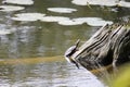 Western Painted turtle on the old piece of wood over the water surface on a sunny day Royalty Free Stock Photo