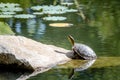 Western Painted Turtle in Pond Royalty Free Stock Photo