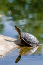 Western Painted Turtle in Pond