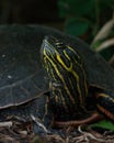 Western Painted Turtle portrait Royalty Free Stock Photo
