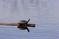 Western Painted Turtle   700333 Royalty Free Stock Photo