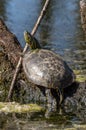Western Painted Turtle Royalty Free Stock Photo
