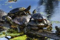 Western Painted Turtles Juanita Bay Park Lake Washington Kirkland Washiington Royalty Free Stock Photo