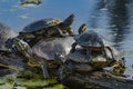 Western Painted Turtles Juanita Bay Park Lake Washington Kirkland Washiington Royalty Free Stock Photo