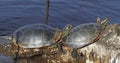 Western painted turtles