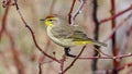 Western Palm Warbler Setophaga palmarum