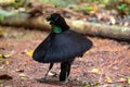 Western Parotia Birds of Paradise Dancing