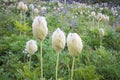 Western Pasque flower