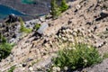 Western pasqueflower also known as towhead baby flower growing wild at Crater Lake National Park Royalty Free Stock Photo