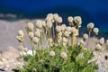 Western pasqueflower also known as towhead baby flower growing wild at Crater Lake National Park Royalty Free Stock Photo