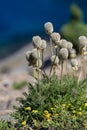 Western pasqueflower also known as towhead baby flower growing wild at Crater Lake National Park Royalty Free Stock Photo