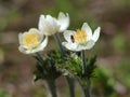 Western Pasqueflower - Anemone occidentalis Royalty Free Stock Photo