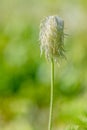 Western Pasqueflower after blooming in the Sunshine Meadows of Banff National Park, Alberta Royalty Free Stock Photo