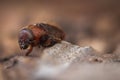 Western Pine Beetle - Dendroctonus brevicomis Royalty Free Stock Photo