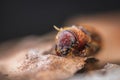 Western Pine Beetle - Dendroctonus brevicomis Royalty Free Stock Photo