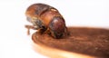 Western Pine Beetle - Dendroctonus brevicomis Royalty Free Stock Photo