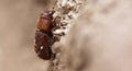 Western Pine Beetle - Dendroctonus brevicomis Royalty Free Stock Photo