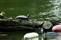 Western Pond Turtle Actnemys marmorata, 4.