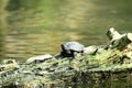 Western Pond Turtle Actnemys marmorata, 2.