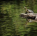Western Pond Turtle, California