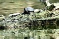 Western Pond Turtle Actnemys marmorata, 1.