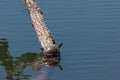 Western Pond Turtle