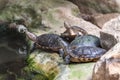 Western pond turtles