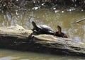 Western Pond Turtles on a Log