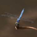 Western Pondhawk Dragonfly Perched on Twig. Royalty Free Stock Photo