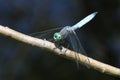 Western Pondhawk - Erythemis Collacata Royalty Free Stock Photo