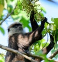 Western purple-faced langur monkey sitting on a tree branch and eating wild fruits Royalty Free Stock Photo