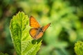 Western Pygmy-Blue butterfly Brephidium exilis