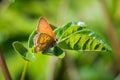 Western Pygmy-Blue butterfly Brephidium exilis