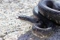 Western Ratsnake Pantherophis obsoletus on Rock Royalty Free Stock Photo