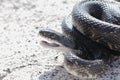 Western Ratsnake Pantherophis obsoletus in Oklahoma