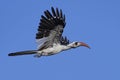 Western red-billed hornbill Tockus kempi Royalty Free Stock Photo