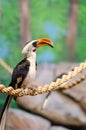 A Western Red-Billed Hornbill perched on a branch Royalty Free Stock Photo