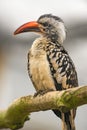 Western red-billed hornbill Royalty Free Stock Photo