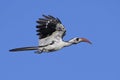 Western red-billed hornbill Tockus kempi Royalty Free Stock Photo