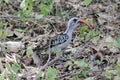 Western red-billed hornbill, Tockus kempi, on a forest floor Royalty Free Stock Photo