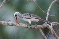 Western red-billed hornbill Tockus kempi Royalty Free Stock Photo