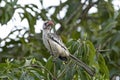 Western red-billed hornbill Tockus kempi Royalty Free Stock Photo